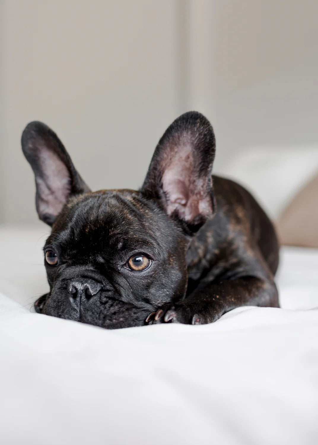 Les Bienfaits Insoupçonnés de Vivre Avec un Chien